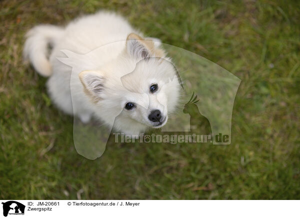 Zwergspitz / Pomeranian / JM-20661
