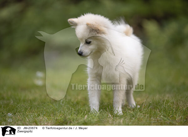 Zwergspitz / Pomeranian / JM-20674