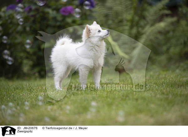 Zwergspitz / Pomeranian / JM-20676