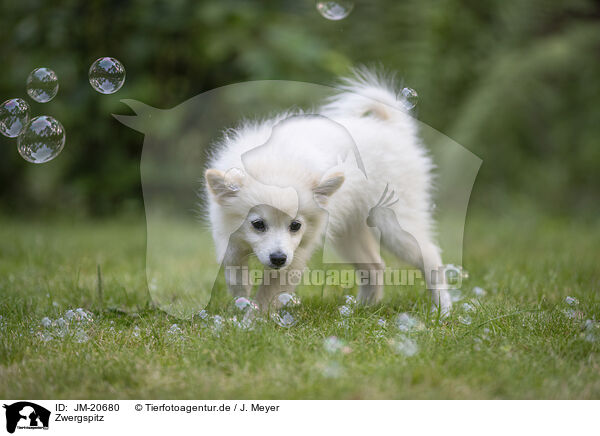 Zwergspitz / Pomeranian / JM-20680