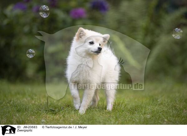 Zwergspitz / Pomeranian / JM-20683