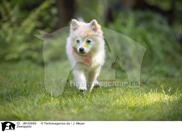 Zwergspitz / Pomeranian / JM-20699