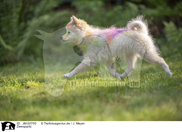 Zwergspitz / Pomeranian / JM-20700