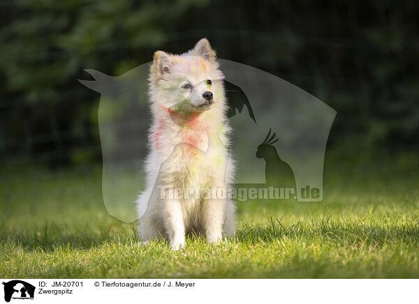 Zwergspitz / JM-20701