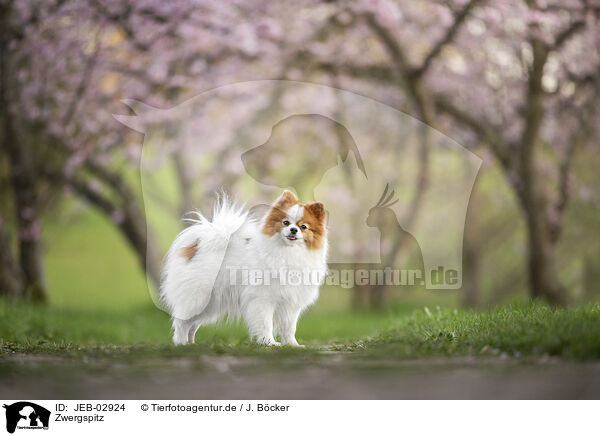 Zwergspitz / Pomeranian / JEB-02924