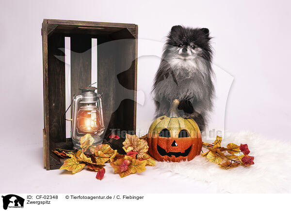 Zwergspitz / Pomeranian / CF-02348