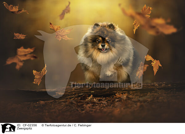 Zwergspitz / Pomeranian / CF-02356