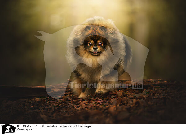 Zwergspitz / CF-02357