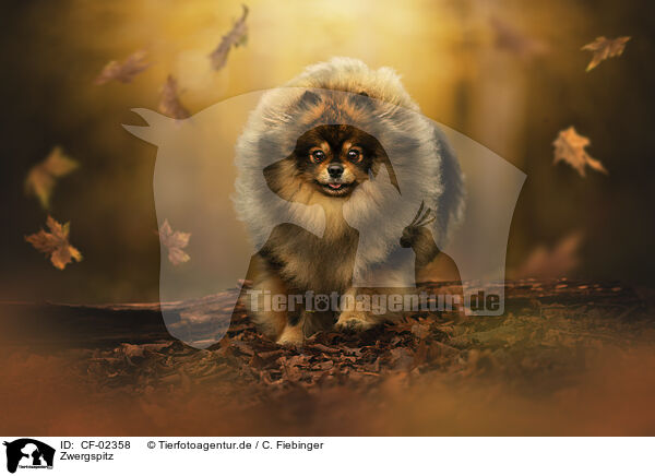 Zwergspitz / CF-02358