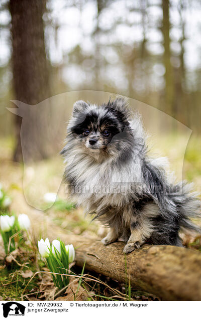 junger Zwergspitz / young Pomeranian / MW-29932