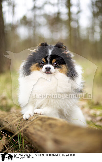 Zwergspitz Rde / male Pomeranian / MW-29957