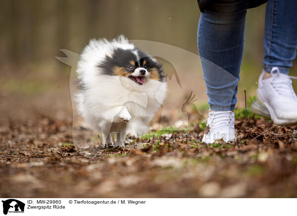 Zwergspitz Rde / male Pomeranian / MW-29960