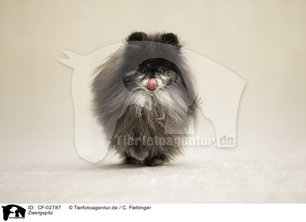 Zwergspitz / Pomeranian / CF-02787
