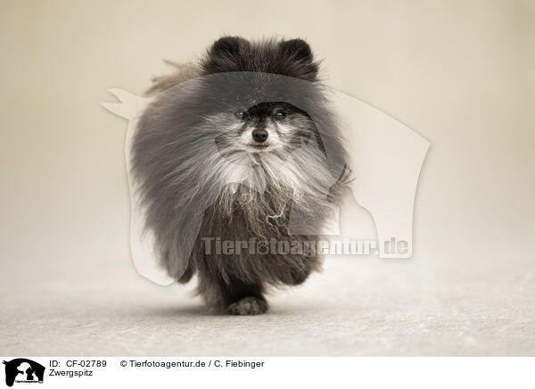 Zwergspitz / Pomeranian / CF-02789