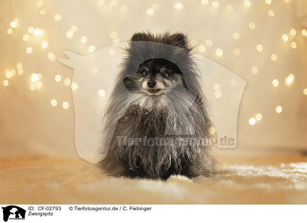 Zwergspitz / Pomeranian / CF-02793