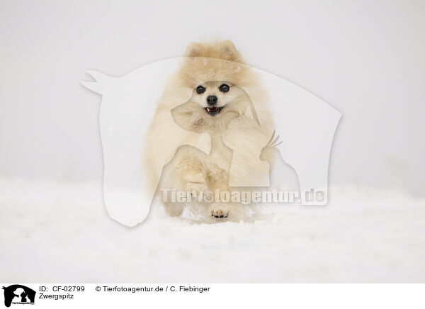 Zwergspitz / CF-02799