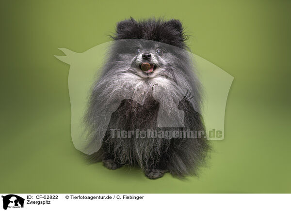 Zwergspitz / Pomeranian / CF-02822