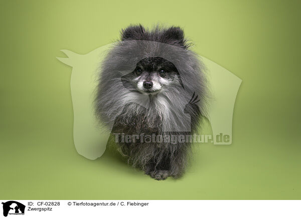 Zwergspitz / CF-02828