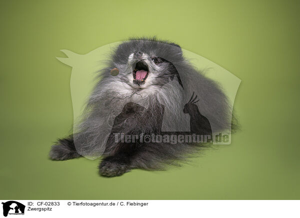 Zwergspitz / Pomeranian / CF-02833
