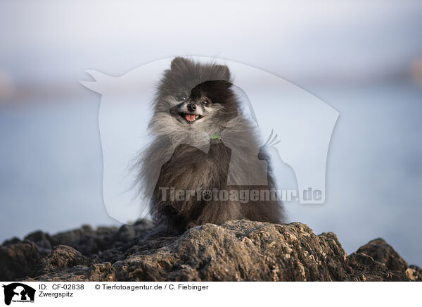 Zwergspitz / Pomeranian / CF-02838