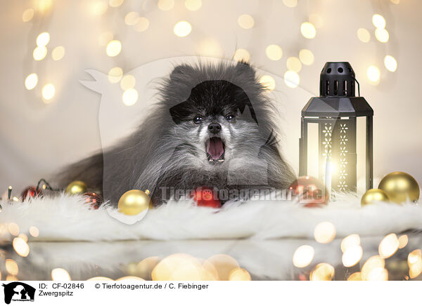 Zwergspitz / Pomeranian / CF-02846