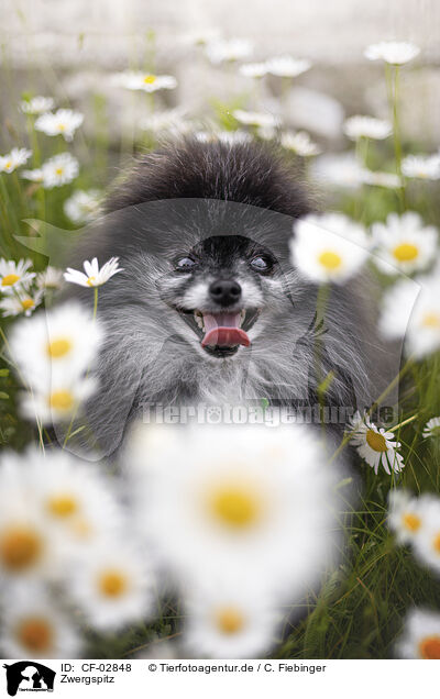 Zwergspitz / Pomeranian / CF-02848