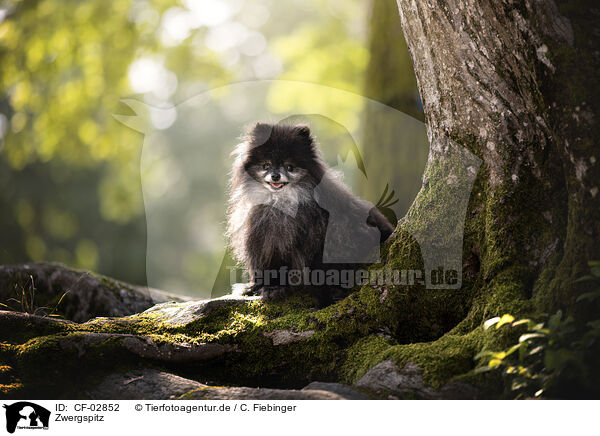 Zwergspitz / Pomeranian / CF-02852