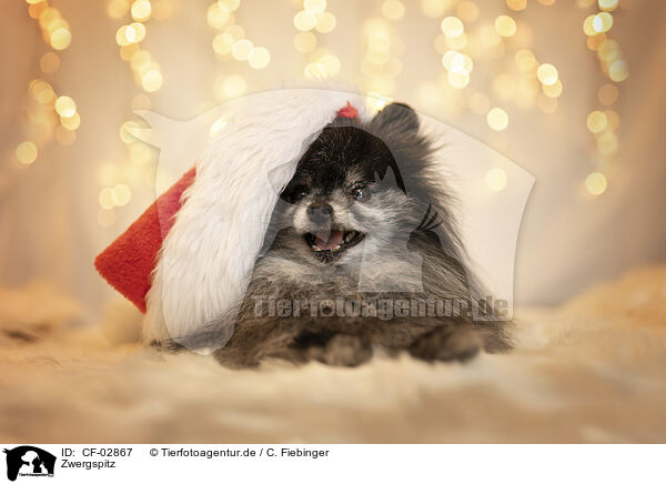 Zwergspitz / Pomeranian / CF-02867