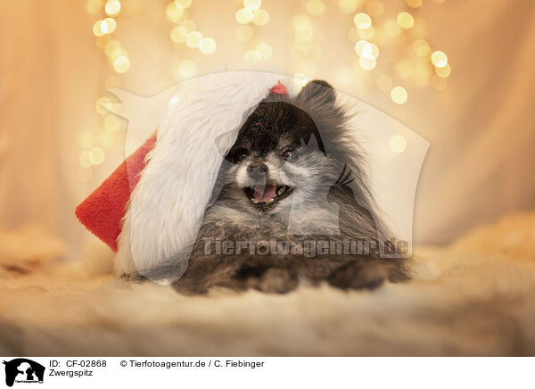 Zwergspitz / Pomeranian / CF-02868