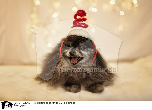 Zwergspitz / Pomeranian / CF-02869