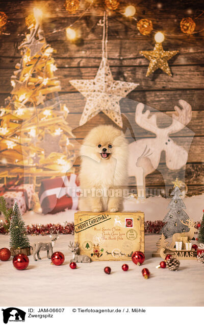 Zwergspitz / Pomeranian / JAM-06607