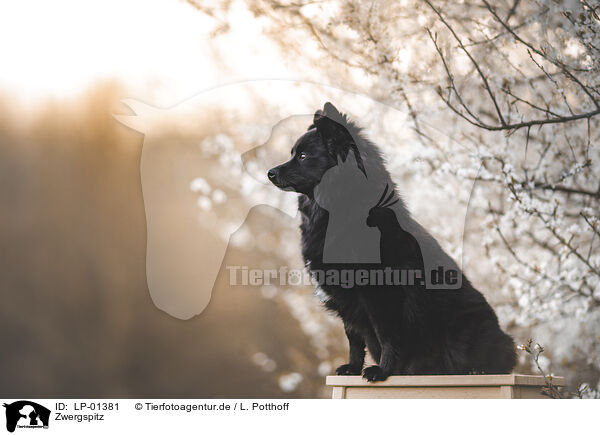 Zwergspitz / Pomeranian / LP-01381