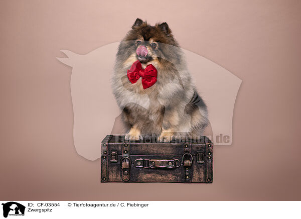 Zwergspitz / Pomeranian / CF-03554