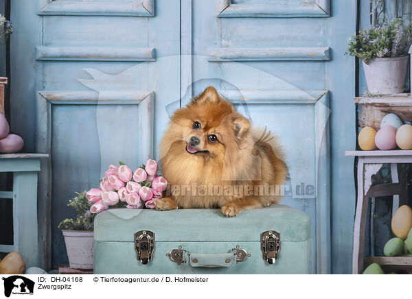Zwergspitz / Pomeranian / DH-04168
