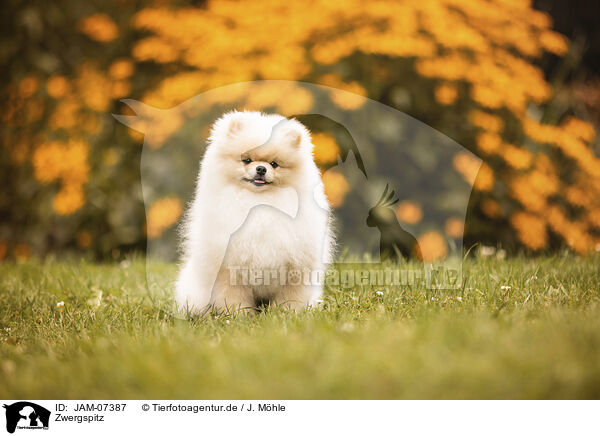 Zwergspitz / Pomeranian / JAM-07387