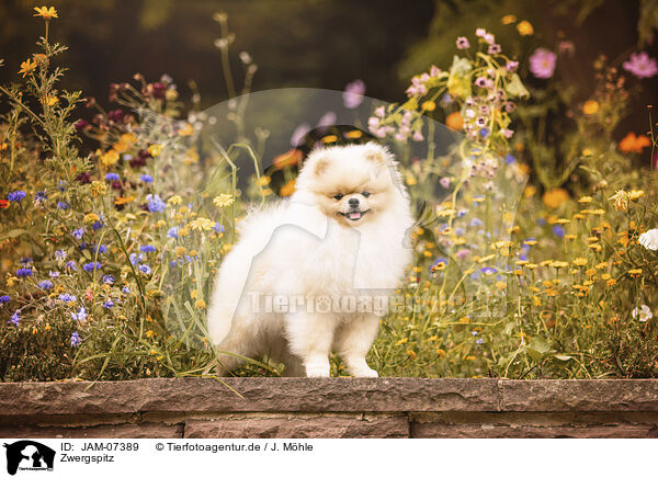 Zwergspitz / Pomeranian / JAM-07389