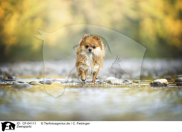 Zwergspitz / Pomeranian / CF-04111