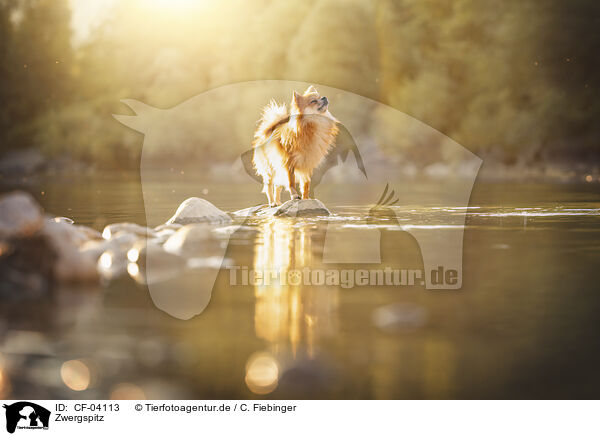 Zwergspitz / Pomeranian / CF-04113