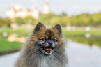 Zwergspitz Portrait