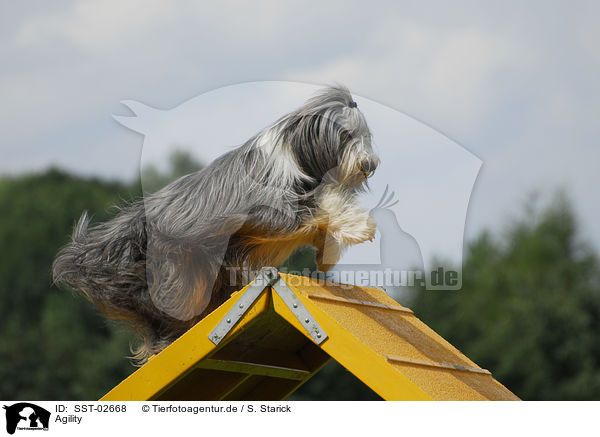 Agility / Agility / SST-02668