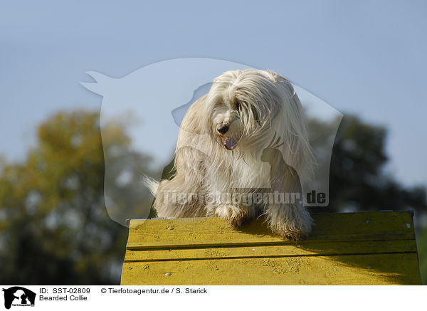 Bearded Collie / Bearded Collie / SST-02809