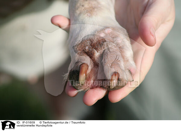 verstmmelte Hundepfote / garbled paw / IF-01609