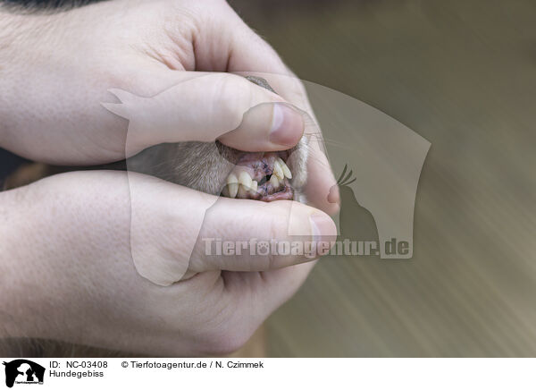 Hundegebiss / Dog teeth / NC-03408