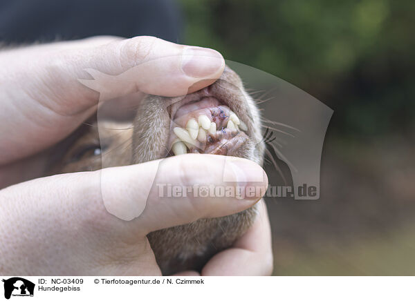 Hundegebiss / NC-03409