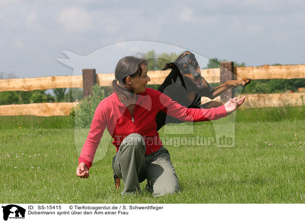 Dobermann sprint ber den Arm einer Frau / SS-15415