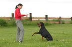 Dobermann beim Dog Dancing