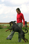 Dobermann beim Dog Dancing