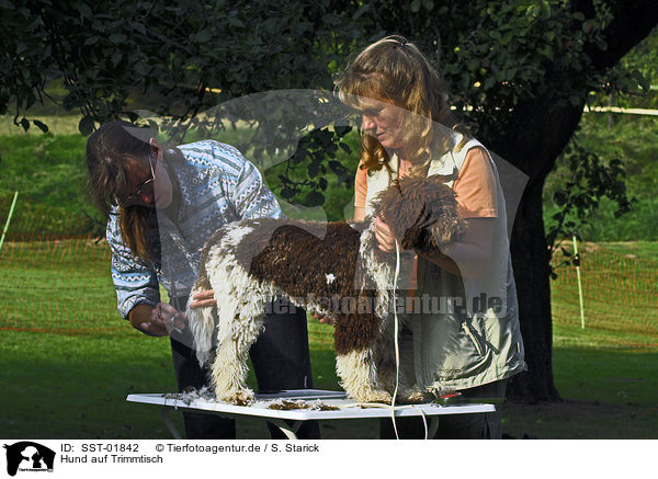 Hund auf Trimmtisch / dog on trimming table / SST-01842