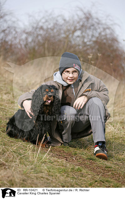 Cavalier King Charles Spaniel / Cavalier King Charles Spaniel / RR-10421