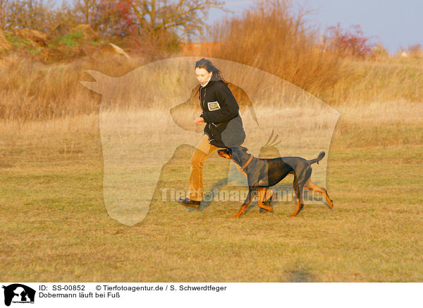 Dobermann luft bei Fu / Doberman Pinscher at training / SS-00852